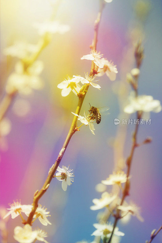 蜜蜂在春天给梅花授粉