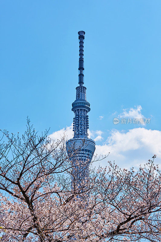 东京天空树和粉红色樱花的特写，东京，日本