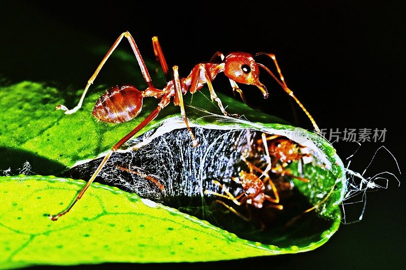 蚂蚁在折叠的叶子中筑巢，黑色的背景。