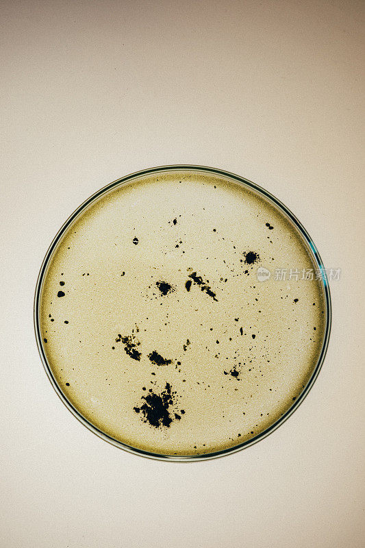 培养皿中的微生物