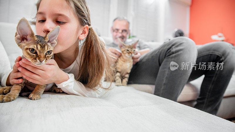 幸福的家庭纽带德文郡雷克斯猫-股票照片