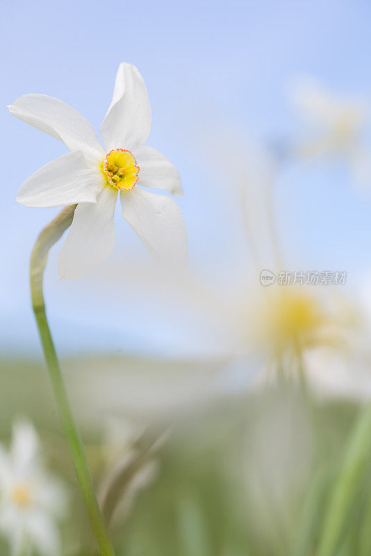 水仙花水仙花在模糊的花田上的山顶，Golica，斯洛文尼亚