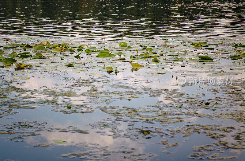 湖中有许多黄色和白色睡莲的绿叶。蓝天和白云倒映在水中