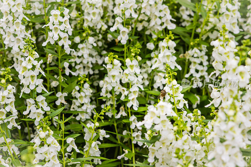 花坛上盛开着白色的金鱼草蜜蜂花。大金鱼草，也叫金鱼草，是一种古老的花园宠儿，在最佳凉爽的夏季生长条件下。