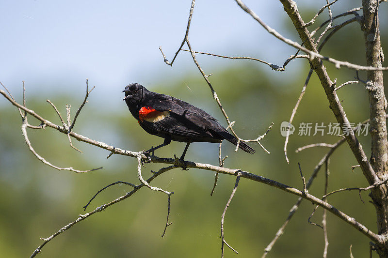 树枝上的红翼黑鹂