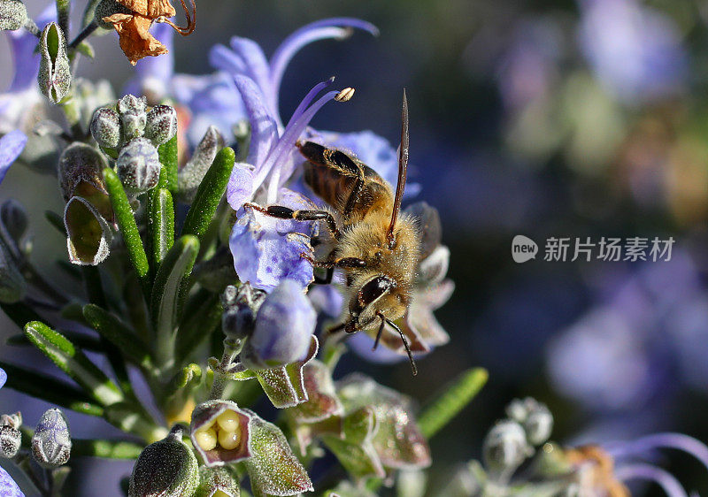 蜜蜂在薰衣草植物上授粉的近距离图像