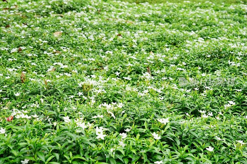 栀子背景在绿色的花园里