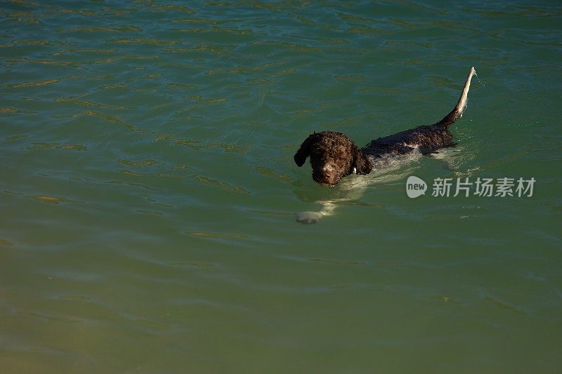 一只母狗在湖里游泳