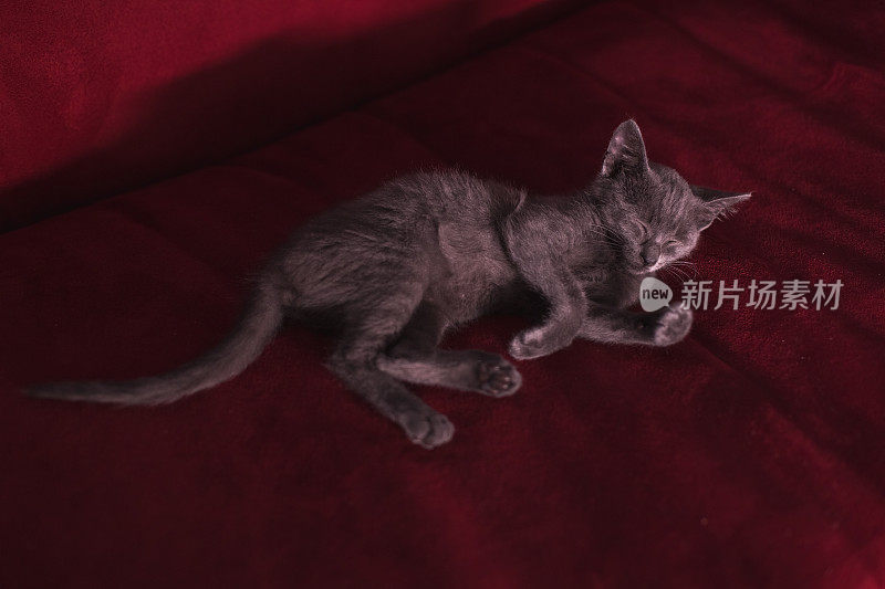 俄罗斯蓝色小猫睡觉