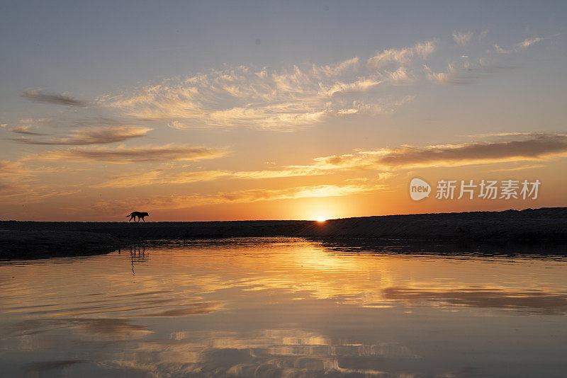 日落时分，一只流浪狗在火鸡海的金色沙滩上。沿海岸日落时的狗剪影