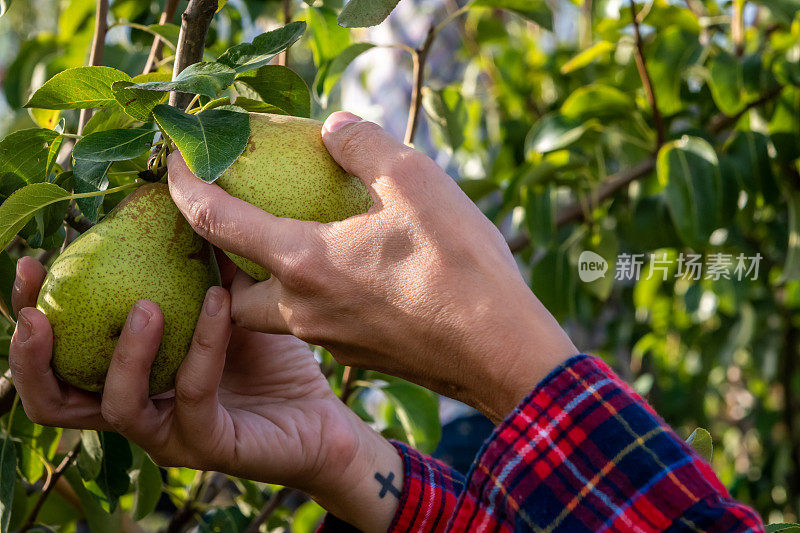 在葡萄牙采摘梨。