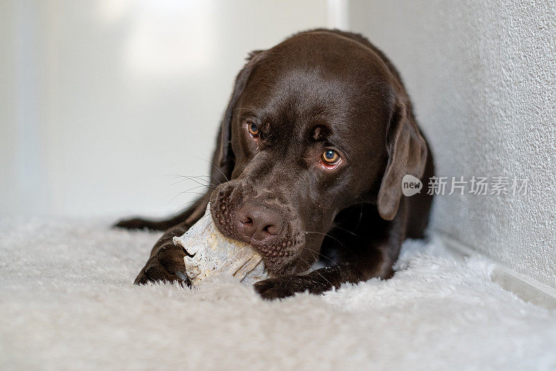 巧克力拉布拉多猎犬1岁在家里玩吃狗骨头