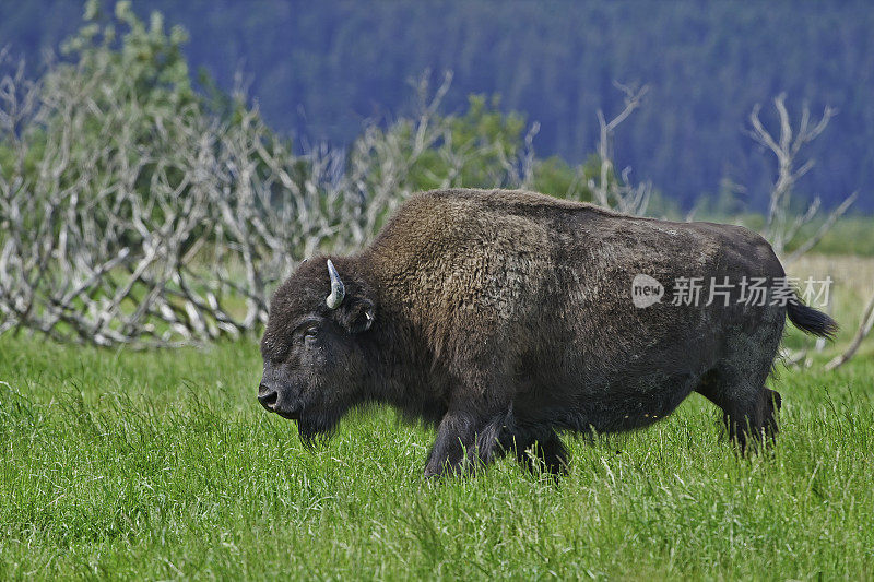 木野牛，阿萨巴斯科美洲野牛，基奈半岛，阿拉斯加。与平原野牛相比，它们前腿前面的驼峰。