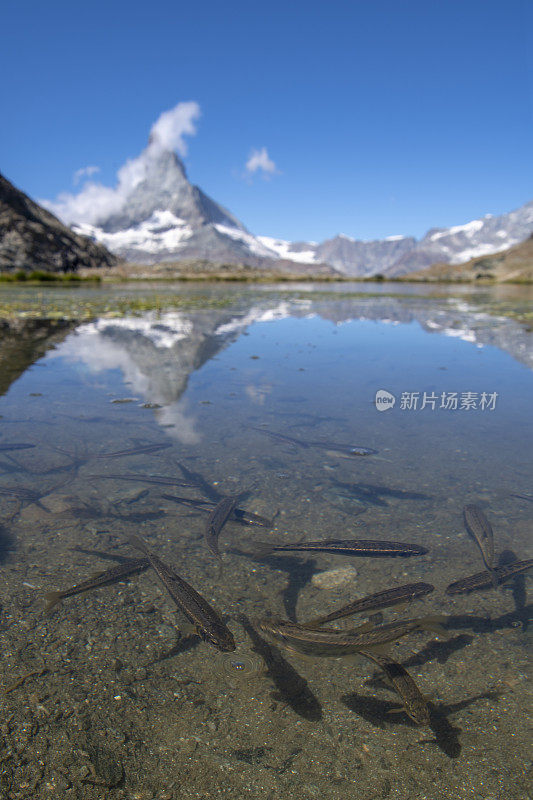 以马特洪湖和云朵为背景的里费尔湖里的鱼。垂直拍摄-策马特瑞士