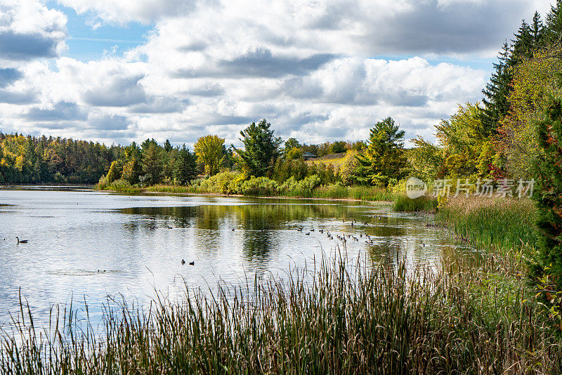 加拿大安大略省奥兰治村秋季五彩缤纷的岛屿湖保护区