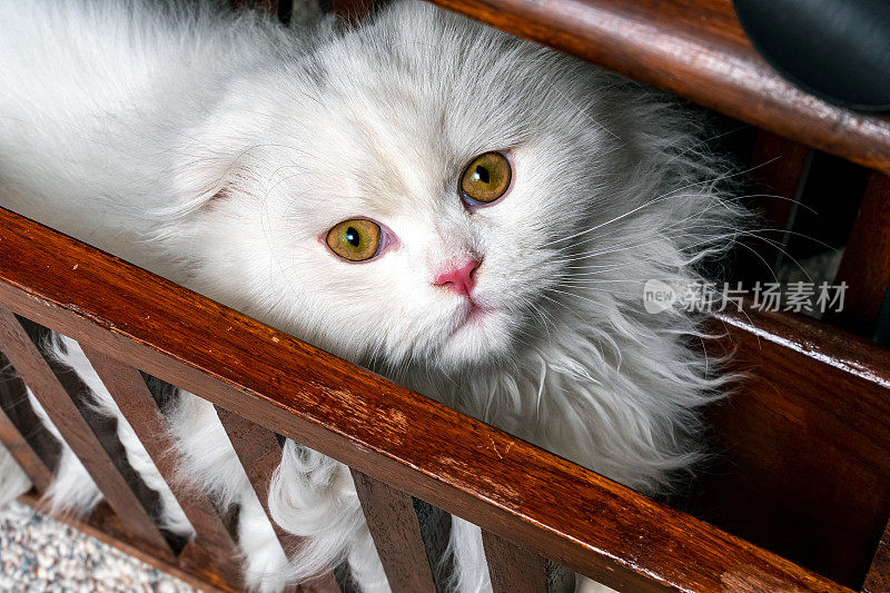 栗鼠猫，苏格兰折长毛猫，白色小猫睡在木质杂志架上