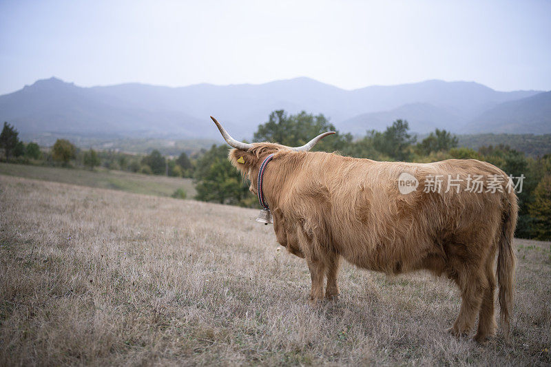 草地上的苏格兰牛。