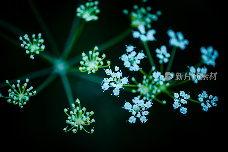 植物与花:菊芋花-伞形科