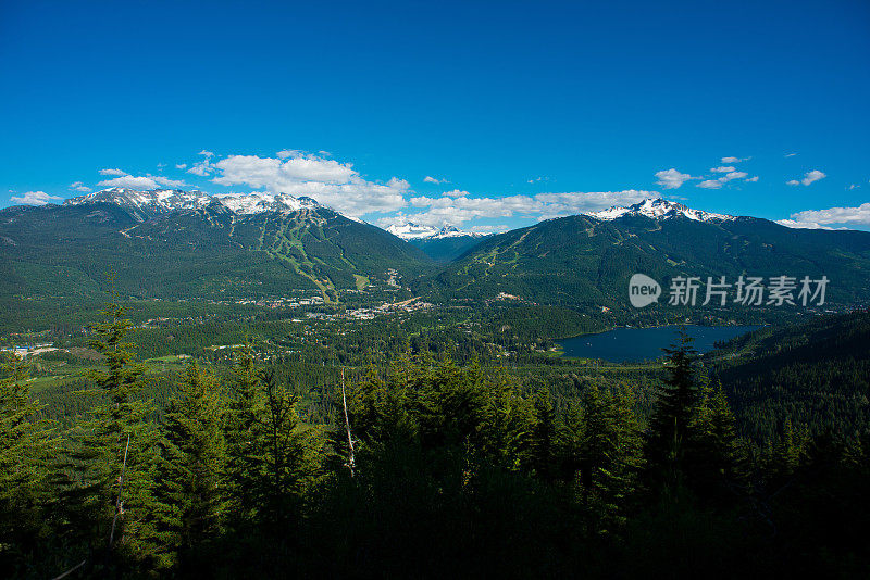 夏天的惠斯勒黑梳