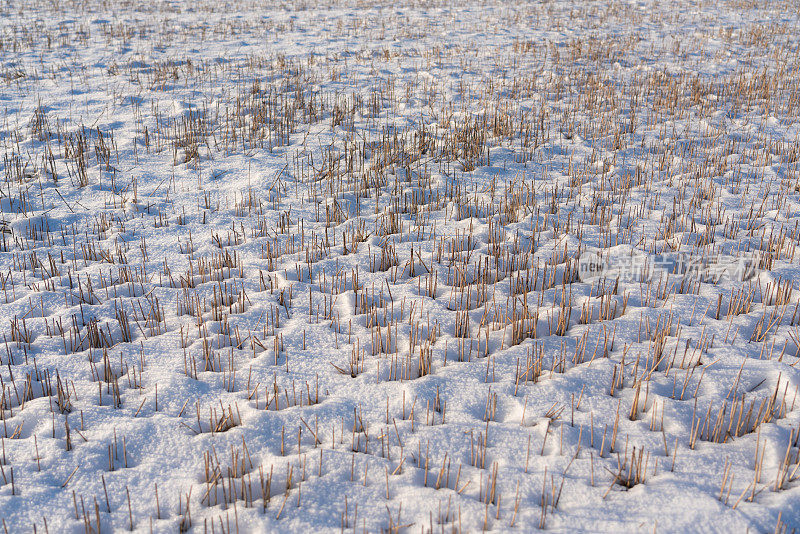 麦茬地上的雪