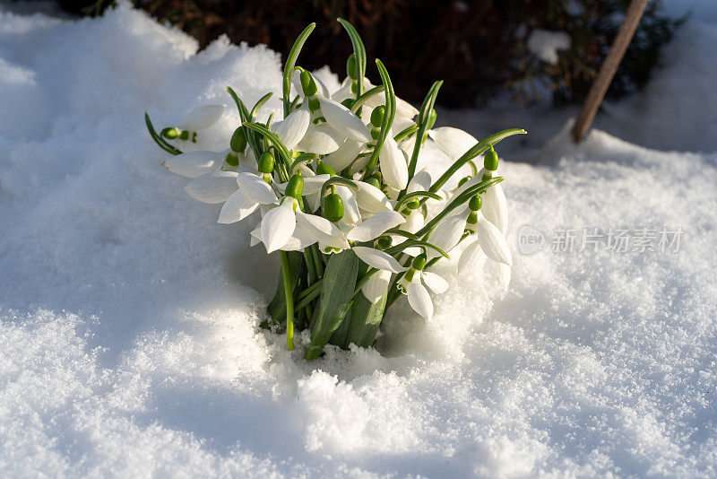 雪花莲从后院的雪中绽放出春天的第一束鲜花