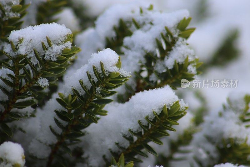 雪在灌木