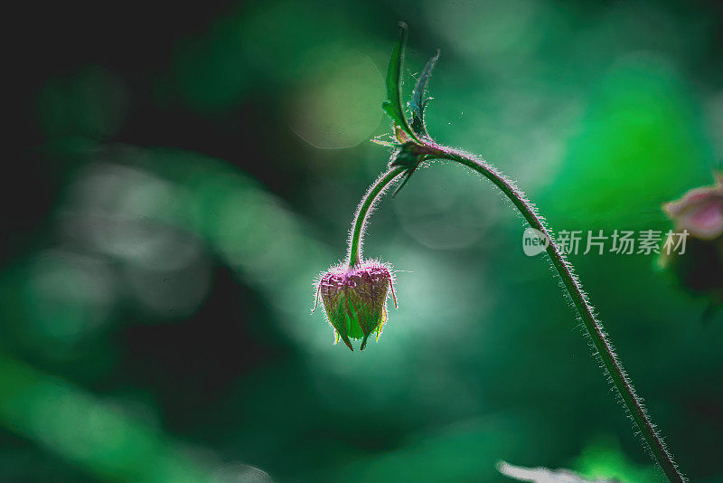 木本花卉