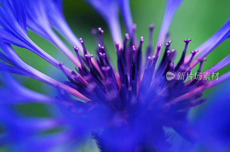 覆盆子酒蜂香花