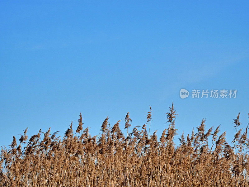 在蓝天下的潘帕斯草，抽象的自然背景的软植物车轴草在风中移动。明亮清晰的植物景象类似于鸡毛掸子