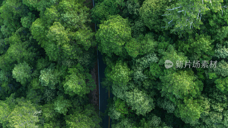 无人机拍摄的红杉森林的道路