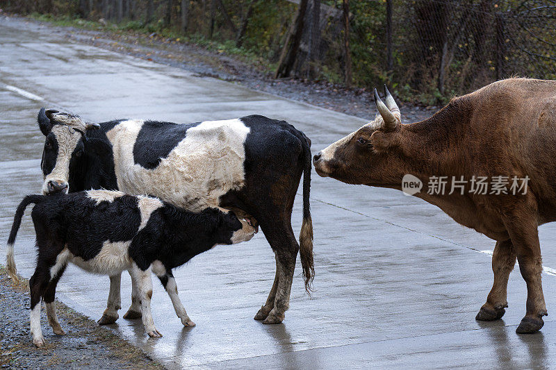 一只胡萝卜小牛在街上吮吸着它的母亲。