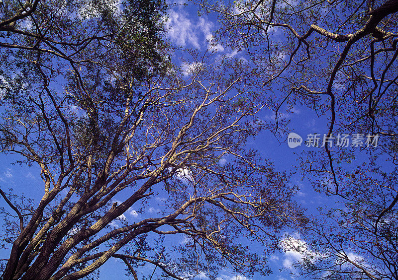 树从下面看，背景是蓝色的天空
