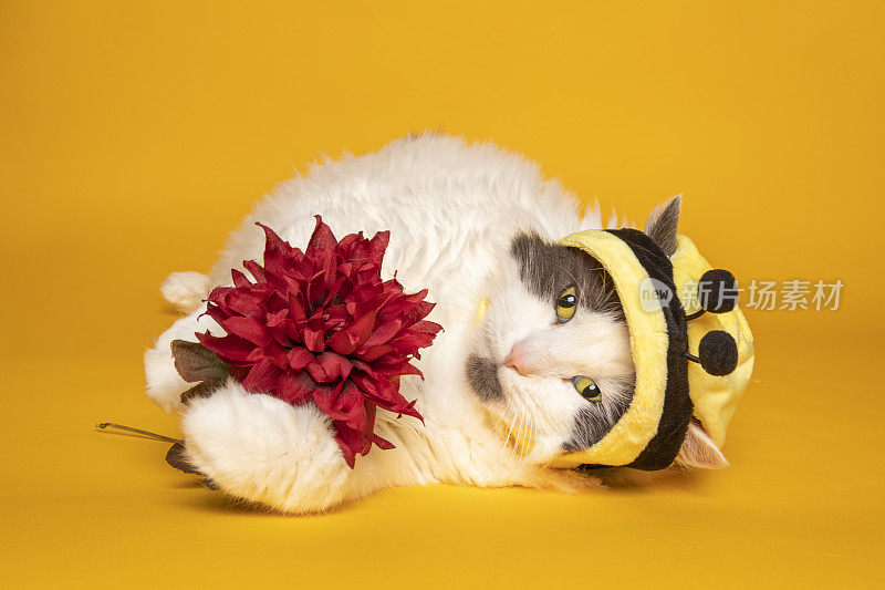 大黄蜂小猫捧着黄色的花