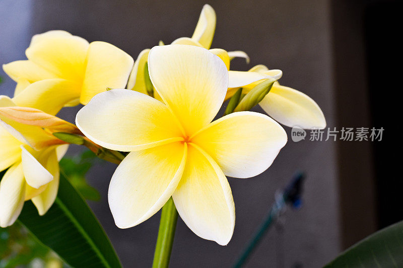 黄色Plumeria