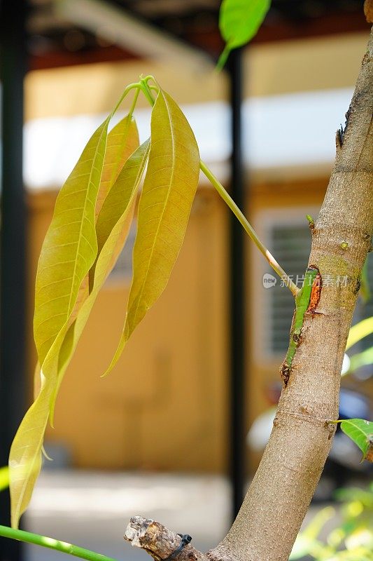 左安装嫁接芒果树