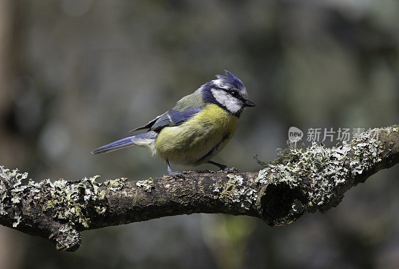 蓝山雀栖息在树枝上