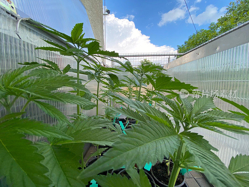 大麻植物生长在小温床的特写