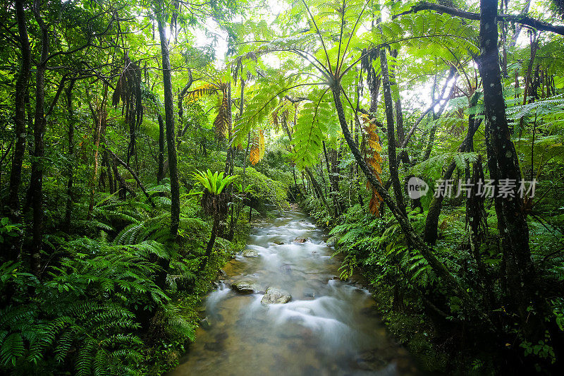 冲绳北部延巴鲁的自然森林河流