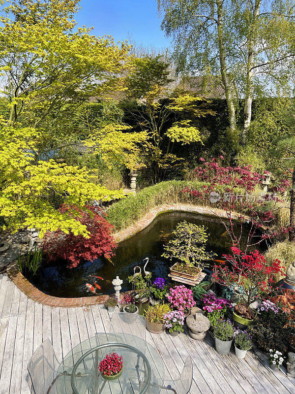 花园装饰的形象锦鲤池与盆栽枫树，日本石灯笼和花园雕像装饰，风化，白色，槽硬木材装饰，修剪整齐的草坪，升高的观点