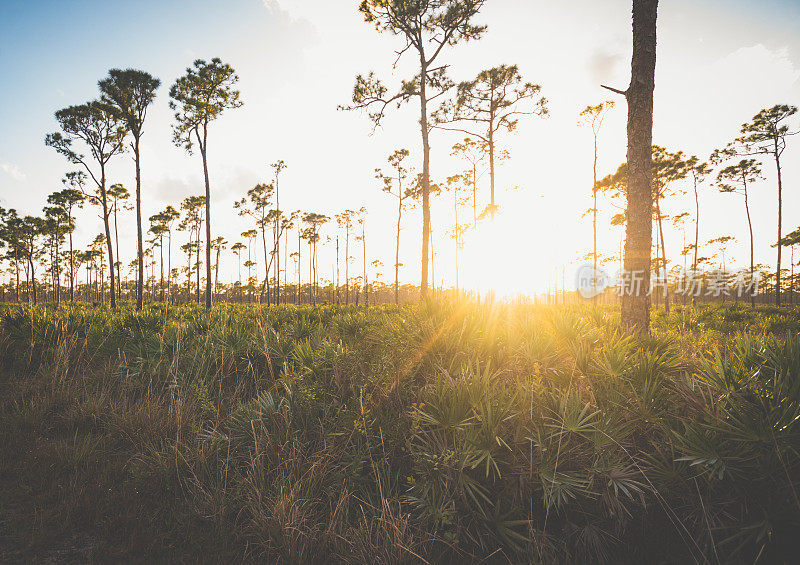 在受保护湿地的佛罗里达松树间的日落