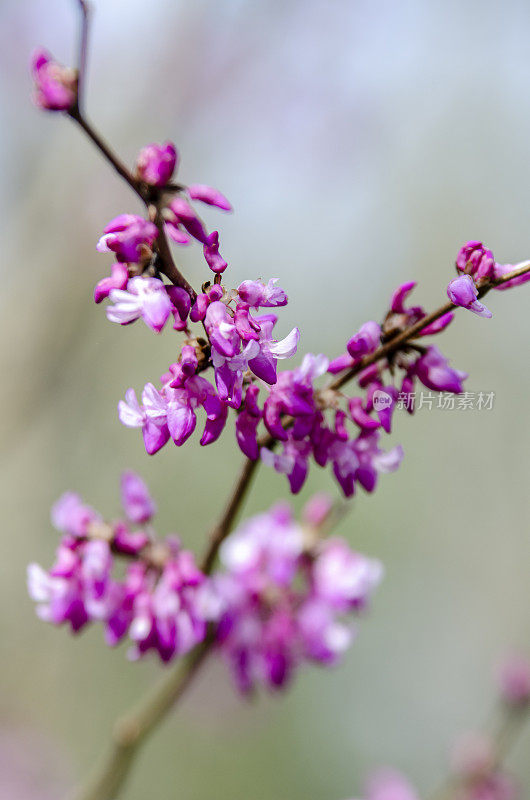 早春百花盛开