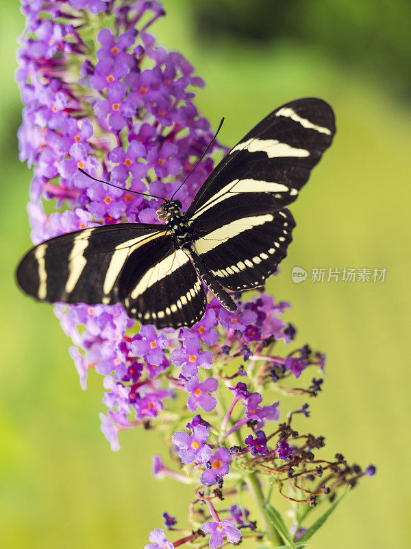 斑马长翼蝴蝶坐在花上
