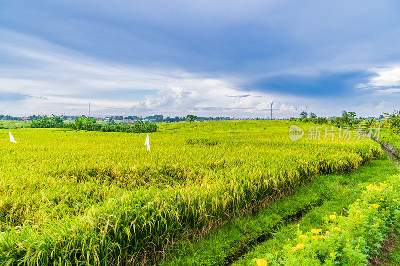 巴厘岛,古。日出中的梯田。