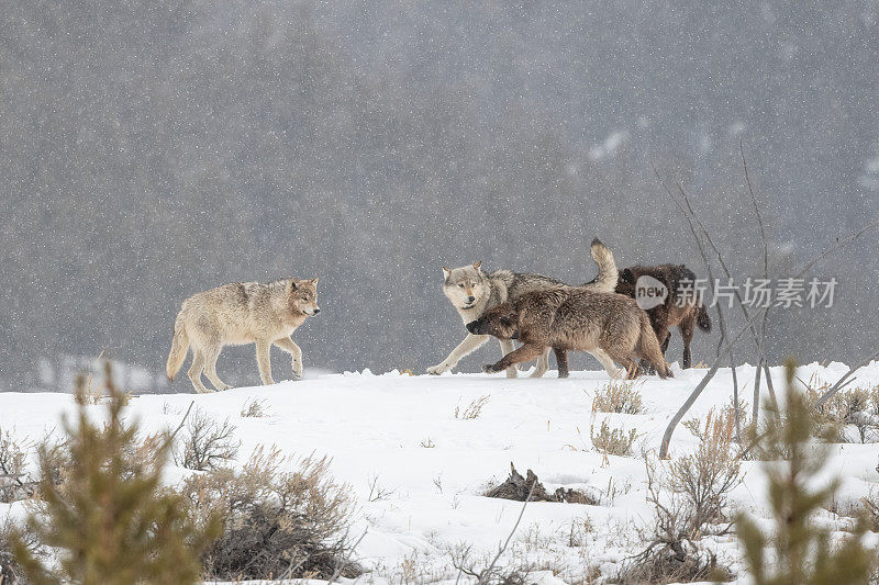 黄石国家公园里，马鹿的狼在雪地里挤作一团