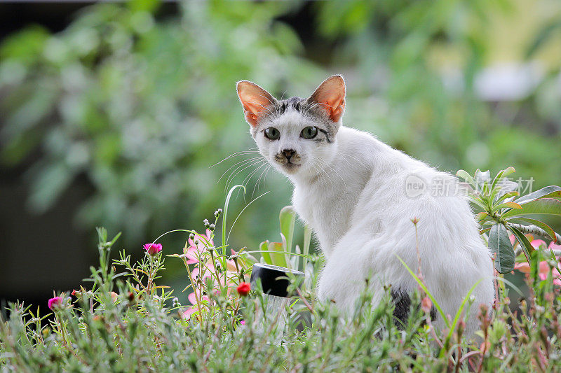 幸福快乐的猫