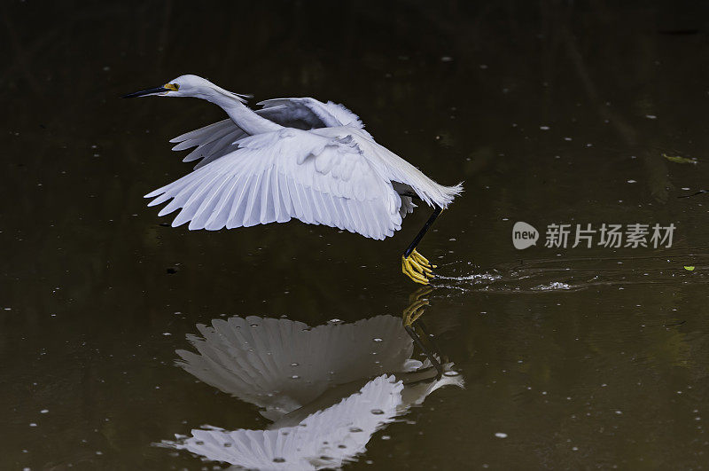 白鹭，白鹭，喂食;佛罗里达萨尼贝尔岛的丁达林国家野生动物保护区。飞着去吃水里的小鱼。