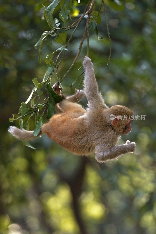 在树林里玩小猴子