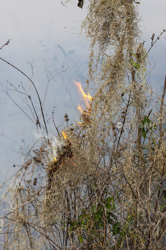 西班牙苔藓上的小火焰与烟雾背景