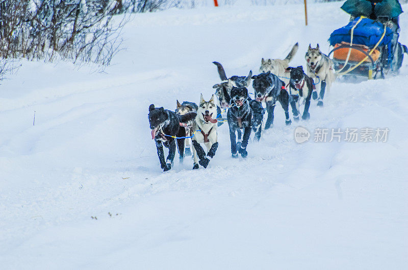 雪橇犬-阿拉斯加雪橇犬