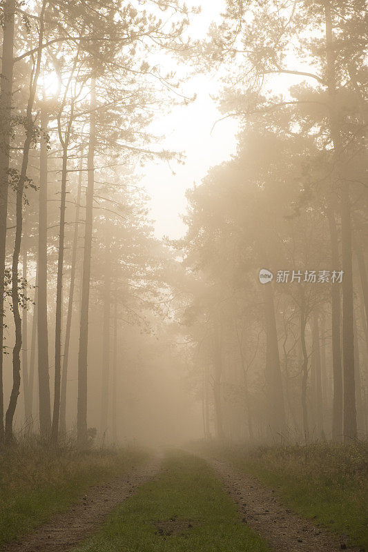 在一个雾蒙蒙的秋天早晨，穿过山毛榉和松树林的小径